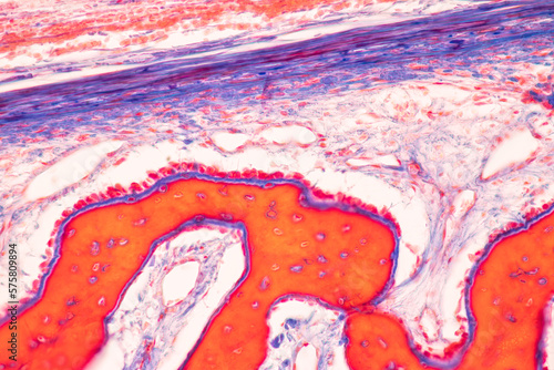 Adipose tissue human, Soft palate human, Bone human and Striated (skeletal) muscle human under the microscope in Lab.