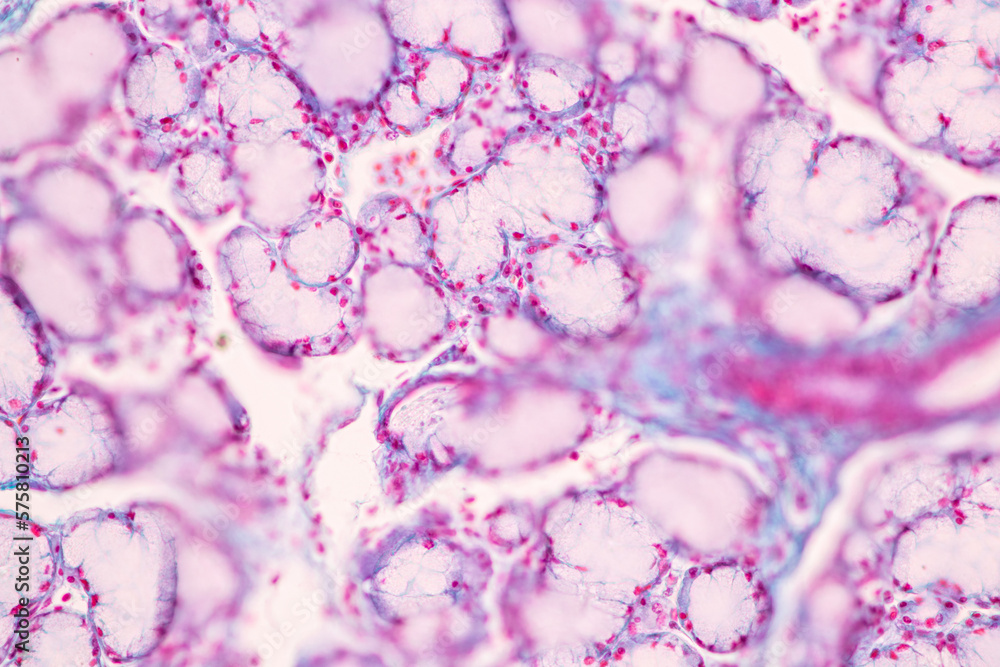 Adipose tissue human, Soft palate human, Bone human and Striated (skeletal) muscle human under the microscope in Lab. Adipose tissue human, Soft palate human, Bone human and Striated (skeletal) muscle human under the microscope in Lab.