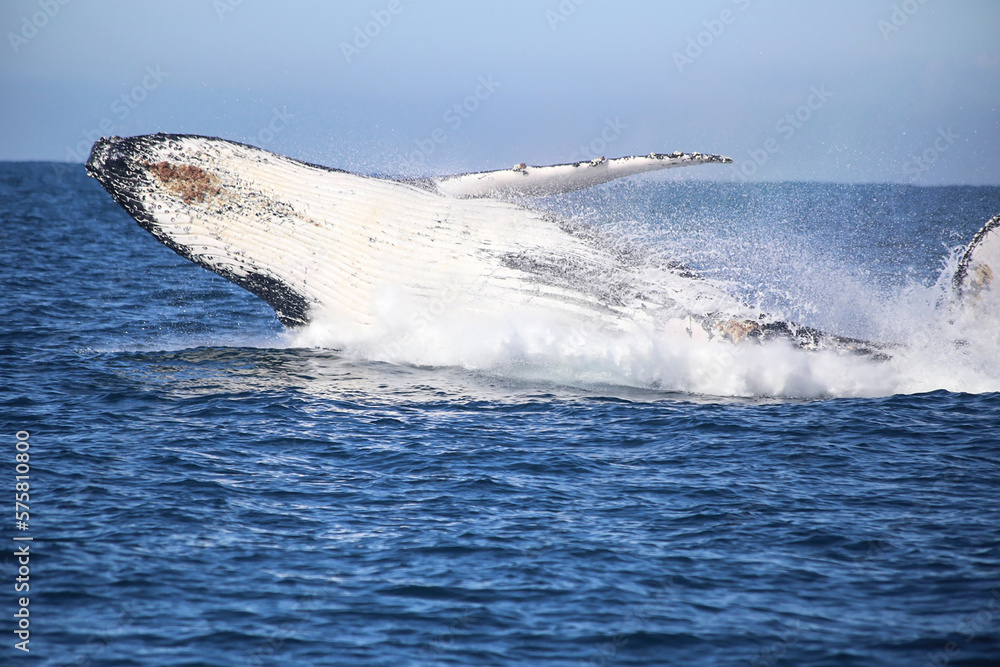 Fototapeta premium whale jumping out of the water