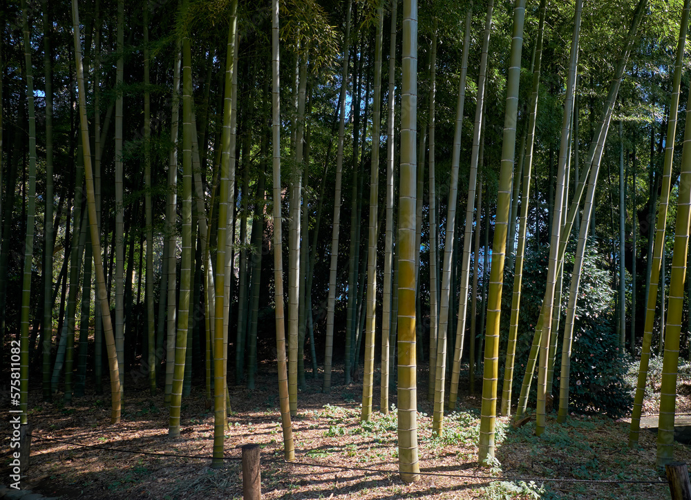 Bamboo Grove of the former Edo castle garden. Tokyo. Japan Bamboo Grove of the former Edo castle garden. Tokyo. Japan