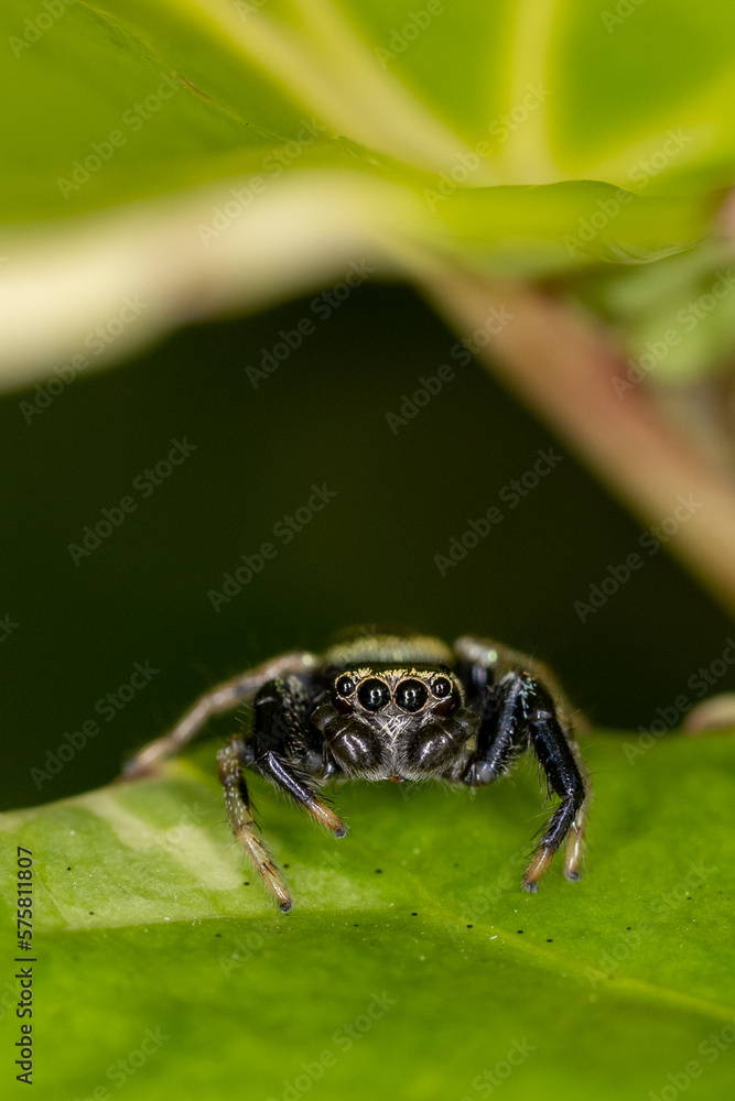 Beautiful natural scene macro shots of common insects and animals. Beautiful natural scene macro shots of common insects and animals.