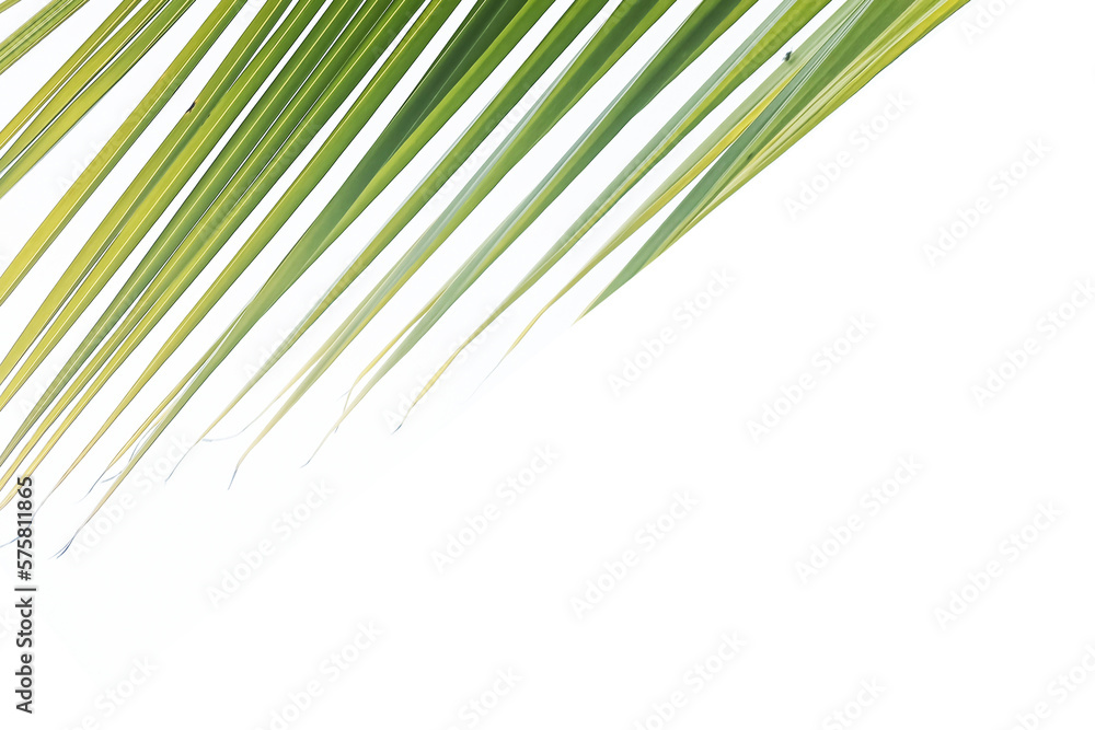 Obraz premium Palm leaves on white background. Tropical green leaf pattern of palm tree on white backgrounds. Natural backgrounds with copy space.