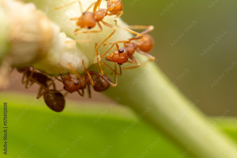 Beautiful natural scene macro shots of common insects and animals.