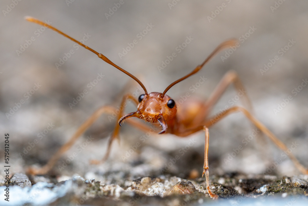 Beautiful natural scene macro shots of common insects and animals. Beautiful natural scene macro shots of common insects and animals.