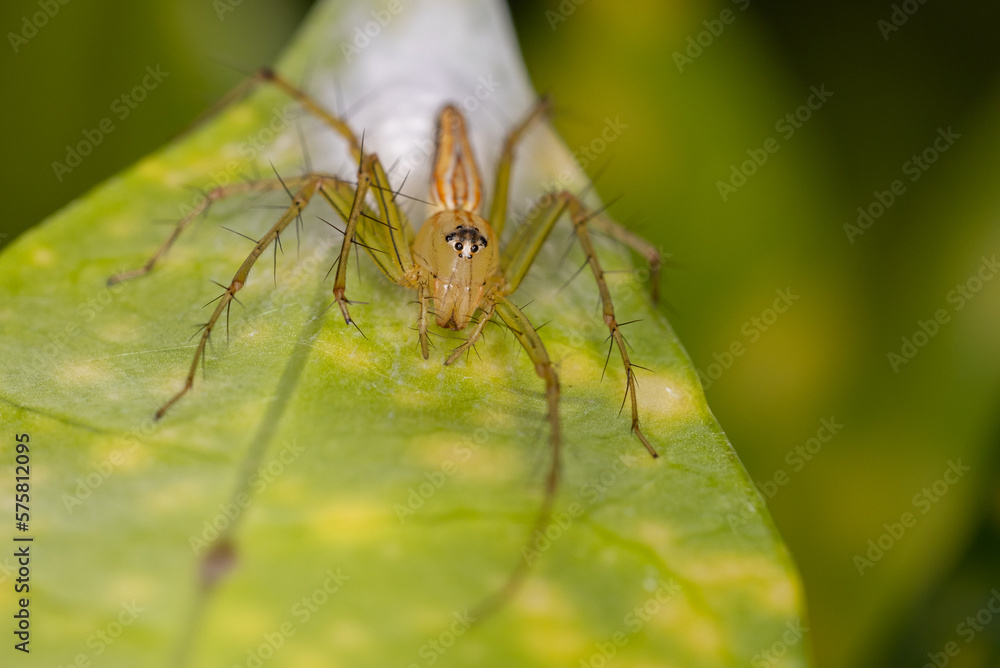 Beautiful natural scene macro shots of common insects and animals. Beautiful natural scene macro shots of common insects and animals.