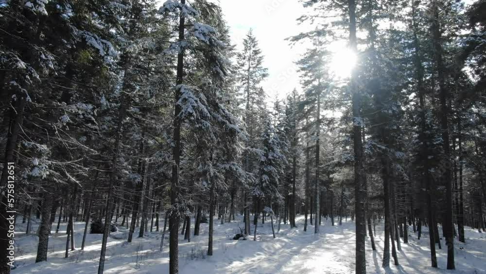 Snowflakes falling in forest during winter season. Aerial forward ascending between trees Snowflakes falling in forest during winter season. Aerial forward ascending between trees