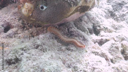 bearded fireworm slowly crawling over sandy sea floor bottom underwater looking like a sea caterpillar photo