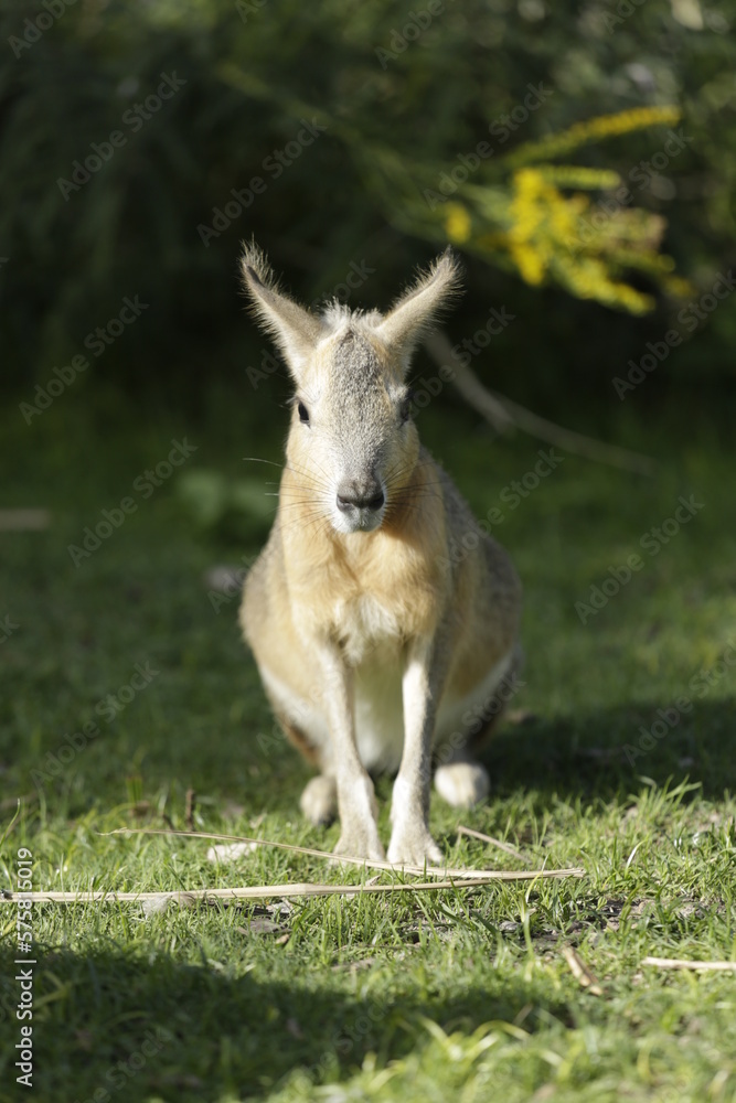 Fototapeta premium mara bebe