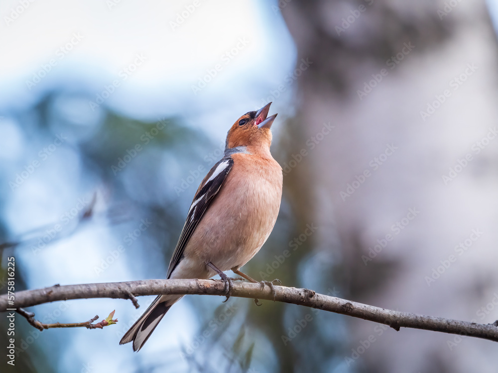 Common chaffinch, Fringilla coelebs, sits on a tree. Common chaffinch in wildlife. Common chaffinch, Fringilla coelebs, sits on a tree. Common chaffinch in wildlife.