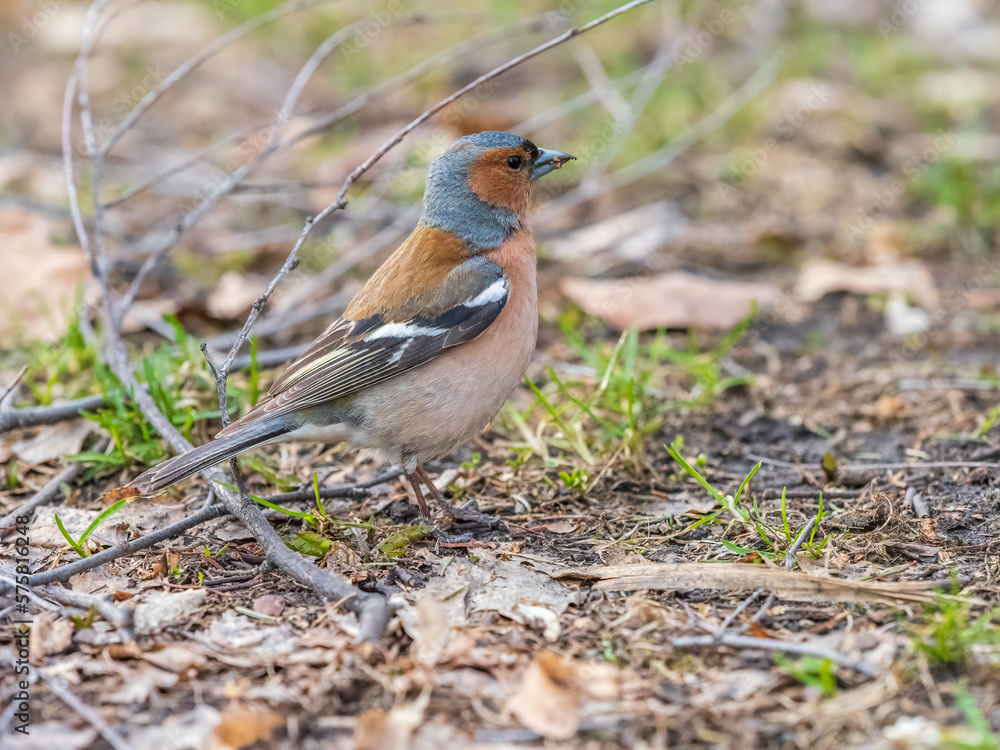 Common chaffinch, Fringilla coelebs, sits on a green lawn in spring. Common chaffinch in wildlife. Common chaffinch, Fringilla coelebs, sits on a green lawn in spring. Common chaffinch in wildlife.