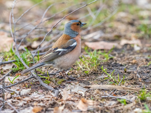 Common chaffinch, Fringilla coelebs, sits on a green lawn in spring. Common chaffinch in wildlife.