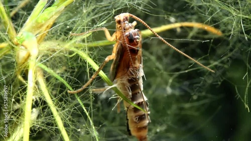 Caddisfly Pupa (Limenphilidae) out of its Case Before Swimming for the Surface photo