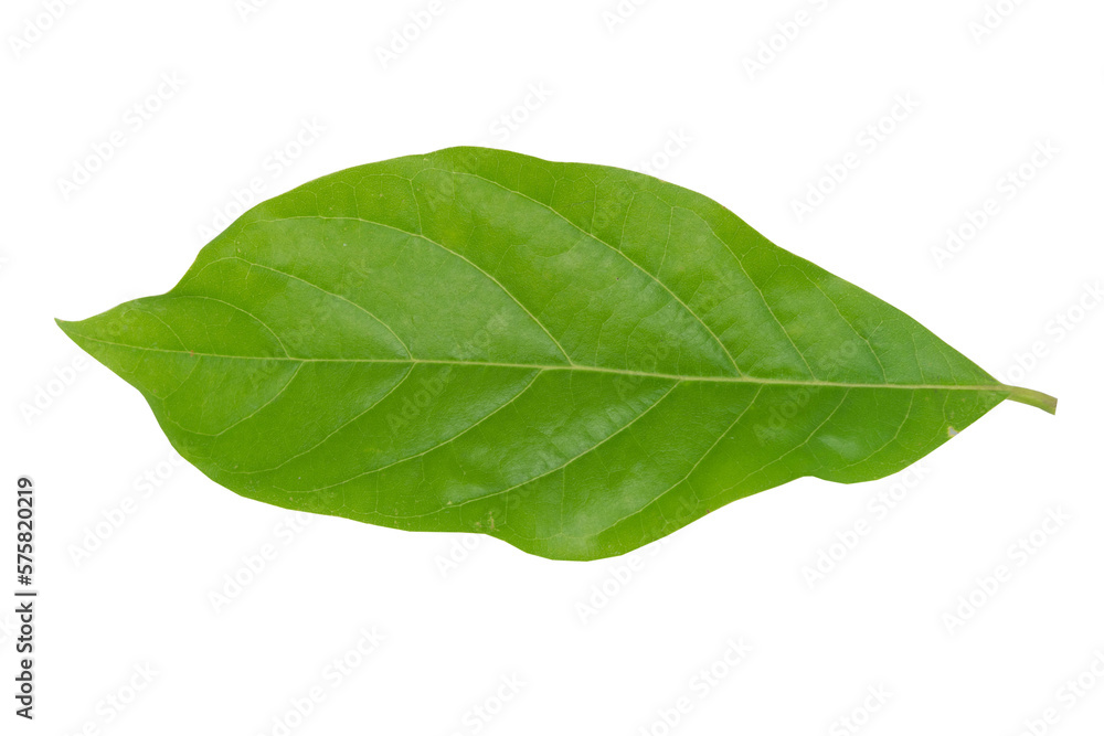 Fototapeta premium Fresh green avocado leaves on white background