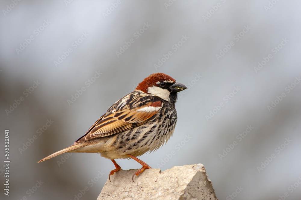 bird looking around on stone, Spanish Sparrow, Passer hispaniolensis bird looking around on stone, Spanish Sparrow, Passer hispaniolensis