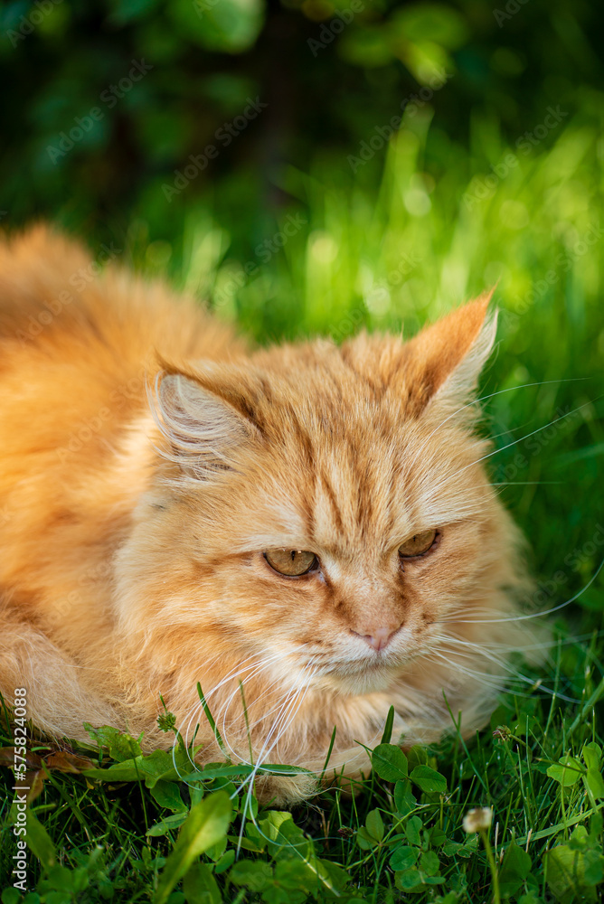 red cat in the garden