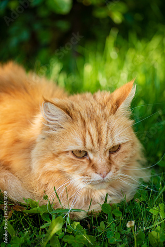 red cat in the garden © Maksim Shebeko