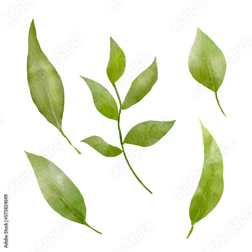 Watercolor green tree leaf isolated on white. Leaves set