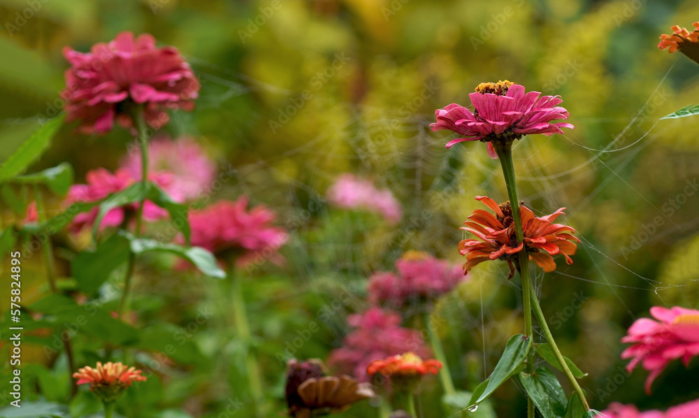 Autumn, floral background. Large dense bush with autumn flowers. A beautiful bush grows in the garden. Beautiful bushes of flowers are covered with autumn cobwebs in a flower bed near the house. Autumn, floral background. Large dense bush with autumn flowers. A beautiful bush grows in the garden. Beautiful bushes of flowers are covered with autumn cobwebs in a flower bed near the house.