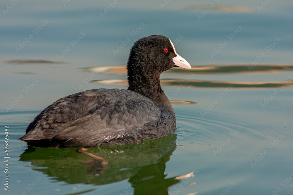 waterfowl resting in the water, Eurasian Coot, Fulica atra waterfowl resting in the water, Eurasian Coot, Fulica atra