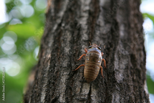 Obraz na plátne cicada imago climbing tree