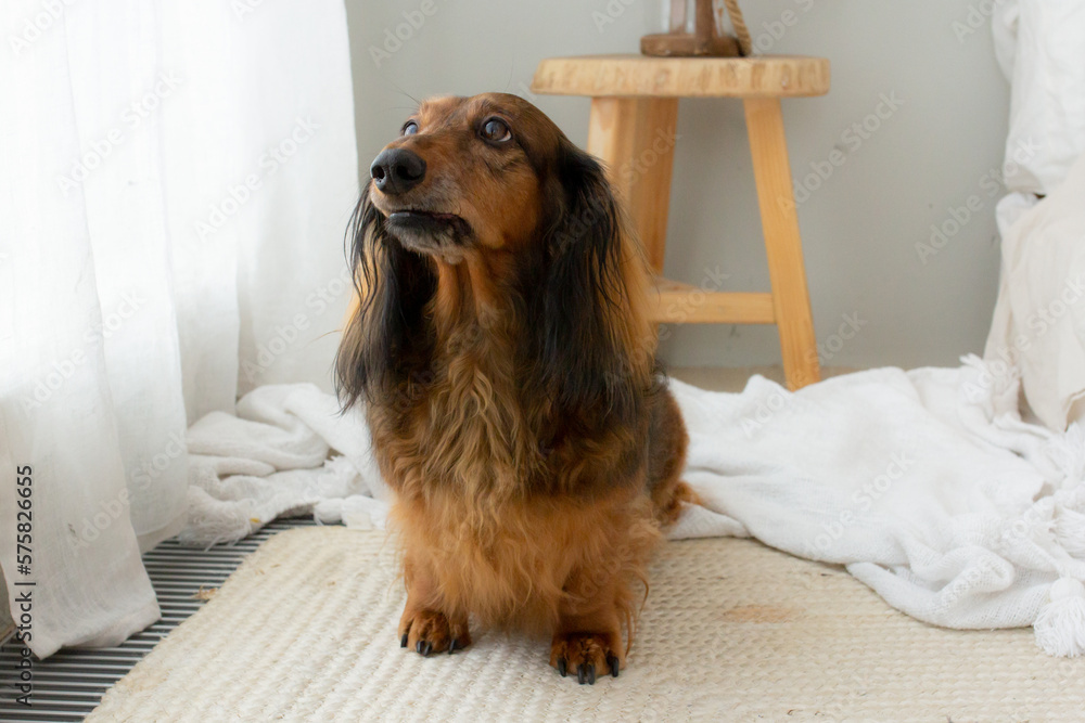 Red long haired dachshund sitting in light bedroom