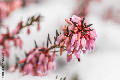 Blooming pink flowers Erica carnea in the snow. Spring background, gardening concept