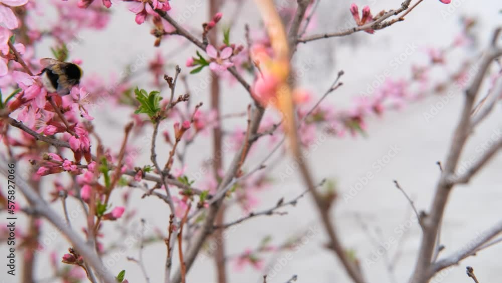 bees fly over a flowering almond tree in spring. bee on an apricot flower in spring. Branches of a blossoming apricot tree. Bees fly and sit on beautiful white flowers bees fly over a flowering almond tree in spring. bee on an apricot flower in spring. Branches of a blossoming apricot tree. Bees fly and sit on beautiful white flowers
