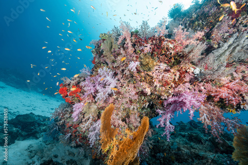 Beautiful colorful soft coral reef and marine life at North Andaman, a famous scuba diving dive site and exotic underwater landscape in Thailand.