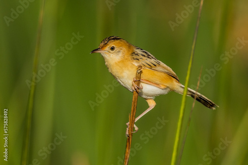 Golden-headed Cisticola in Victoria, Australia