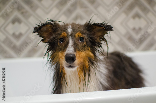 Fototapeta Naklejka Na Ścianę i Meble -  Cute tricolor wet sheltie. Shetland sheepdog is being washed in the bathroom. Dog grooming and hygiene