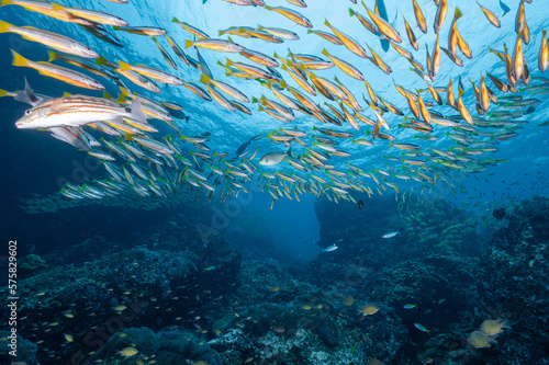 School of yellow striped snapper fish at Richelieu Rock, a famous scuba diving dive site and exotic underwater landscape in Thailand.