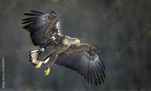 Sea eagle or white tailed eagle ( Haliaeetus albicilla)