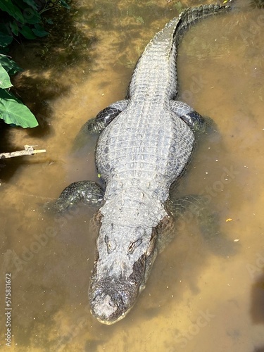 alligator in the swamp