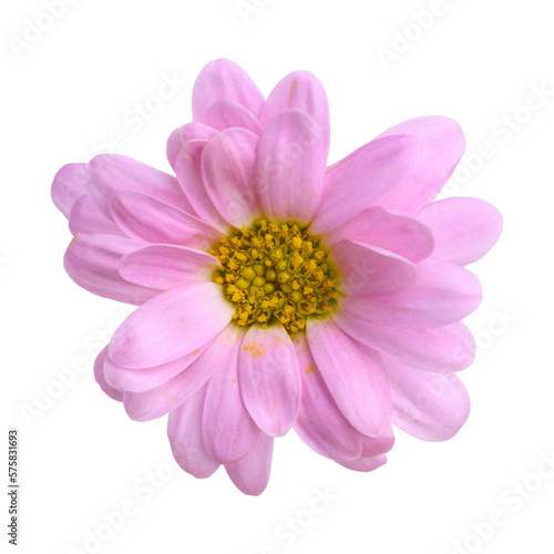 Beautiful pink Chrysanthemum flower blossom in spring