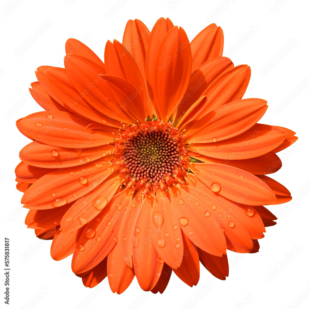 Orange Gerbera hybrida flower blossom in spring season Orange Gerbera hybrida flower blossom in spring season