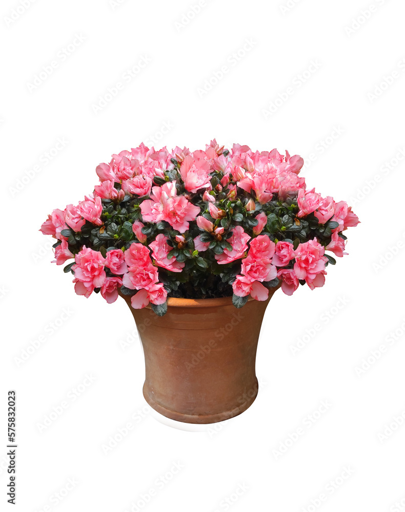 Lovely sweet pink flowers with thick dark green leaves in brown terracotta pots on white background with clipping parts. Can be used for Valentine's Day card or other graphics. Lovely sweet pink flowers with thick dark green leaves in brown terracotta pots on white background with clipping parts. Can be used for Valentine's Day card or other graphics.