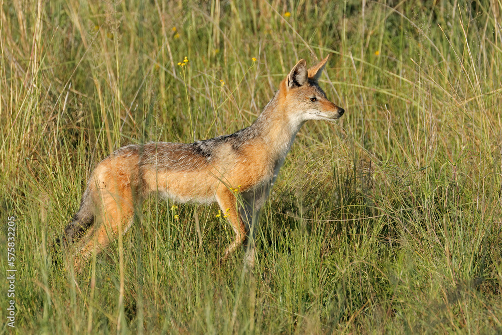Alert black-backed jackal (Canis mesomelas) standing in grassland, South Africa. Alert black-backed jackal (Canis mesomelas) standing in grassland, South Africa.