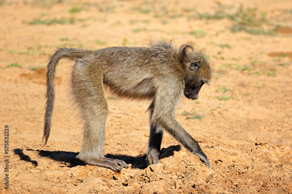 A chacma baboon (Papio ursinus) foraging, Mkuze game reserve, South Africa. A chacma baboon (Papio ursinus) foraging, Mkuze game reserve, South Africa.