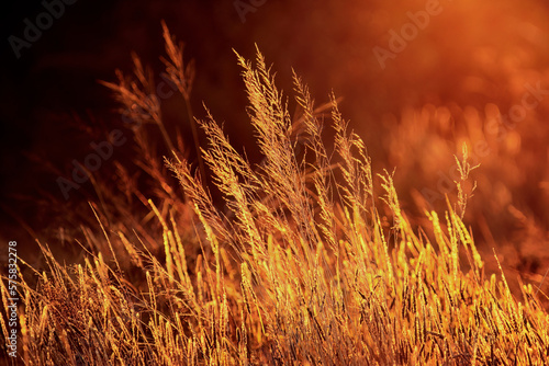 Golden grasses glowing in the warm light of sunrise.