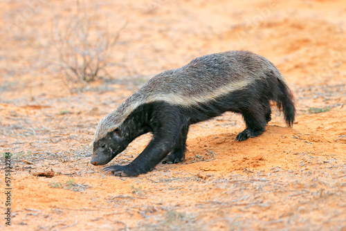 A honey badger (Mellivora capensis) in natural habitat, Kalahari desert, South Africa. photo