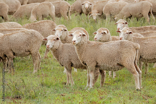 Принти на полотні Free-range merino sheep on a rural South African farm.