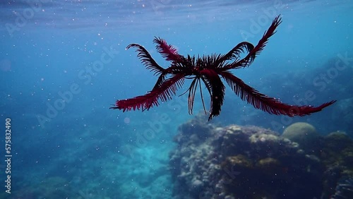 Featherstar swimming near the surface. A featherstar uses its pinnules or arms to gather food or swim to a different location. photo