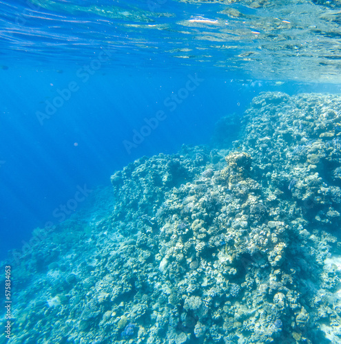 Coral reef under sea water. © schankz