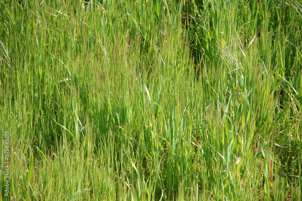 Fresh green grass growth after winter rains in California Fresh green grass growth after winter rains in California