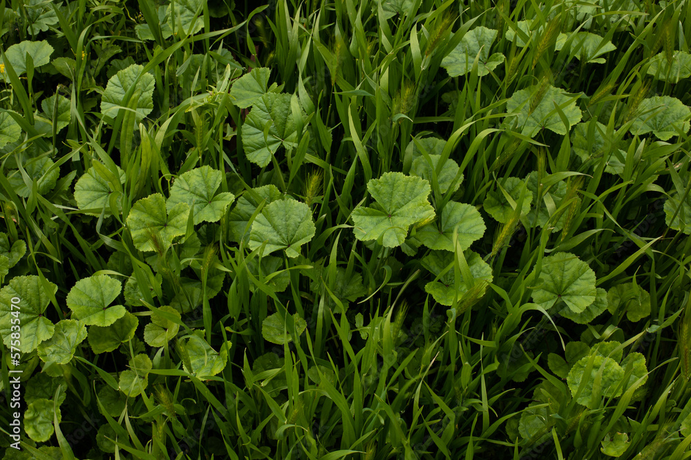 Green spring vegetation Green spring vegetation