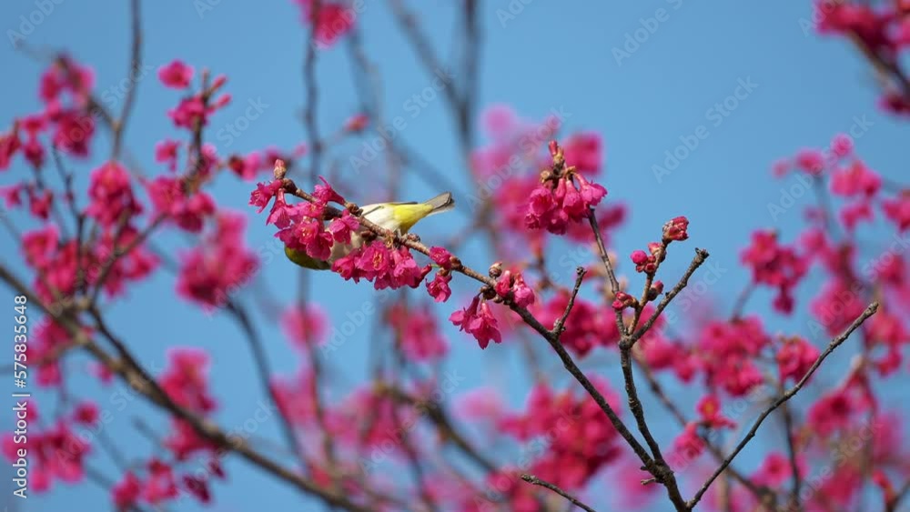 Spring concept: A Japanese white-eye bird in cherry blossoms Spring concept: A Japanese white-eye bird in cherry blossoms