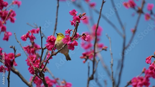 Spring concept: A Japanese white-eye bird in cherry blossoms 