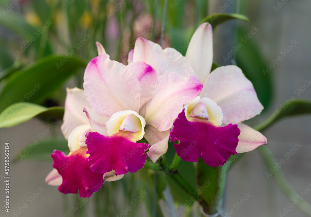 Close-up of Cattleya hybrid orchids. The sepals and petals are white-pink, and the lips are purple-pink. Fragrant. The flower orchids bloom with natural soft light in the garden. Close-up of Cattleya hybrid orchids. The sepals and petals are white-pink, and the lips are purple-pink. Fragrant. The flower orchids bloom with natural soft light in the garden.