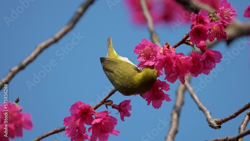Spring concept: A Japanese white-eye bird in cherry blossoms 