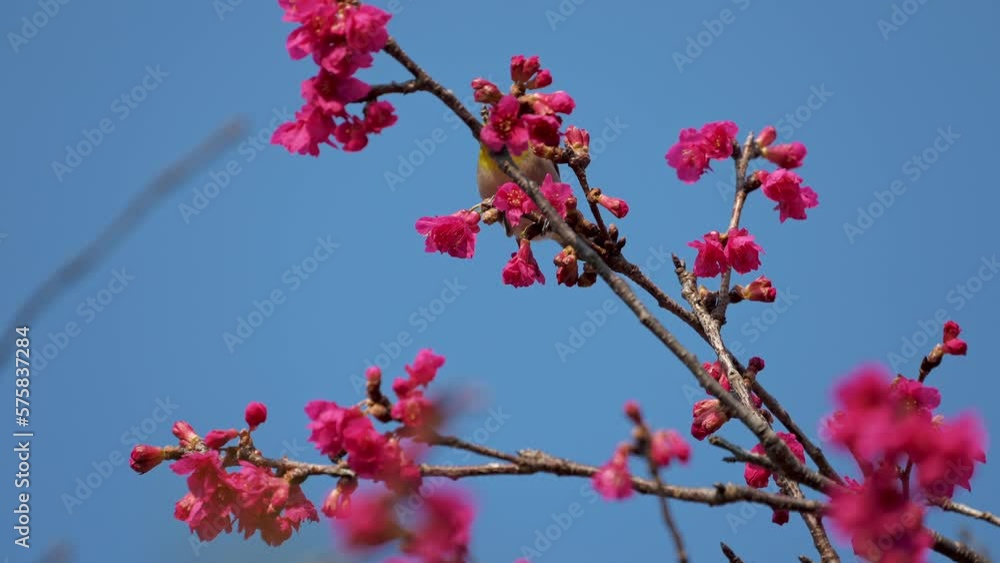 Spring concept: A Japanese white-eye bird in cherry blossoms Spring concept: A Japanese white-eye bird in cherry blossoms